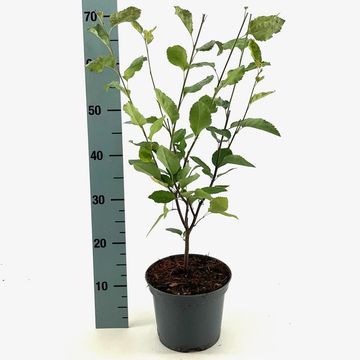 Amelanchier lamarckii