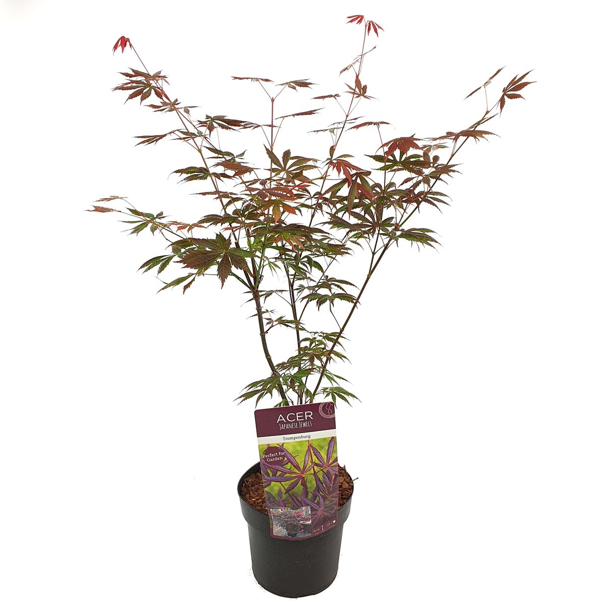 Acer palmatum 'Trompenburg' — Plant Wholesale FlorAccess