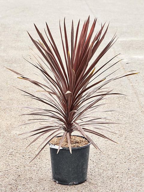 Cordyline australis 'Red Star'