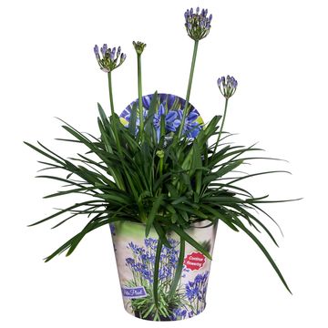 Agapanthus SUMMER LOVE BLUE