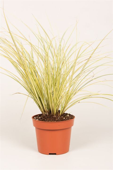 Carex brunnea 'Jenneke'