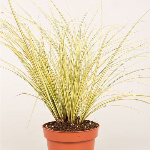 Carex brunnea 'Jenneke'