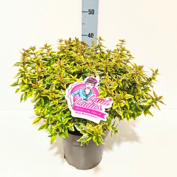 Abelia x grandiflora LADY SUMMERDREAM