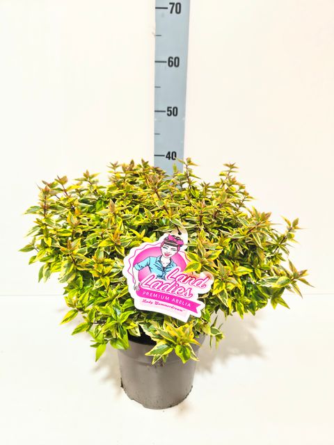 Abelia x grandiflora LADY SUMMERDREAM