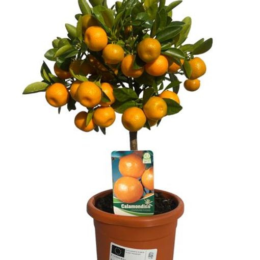 Citrus x microcarpa