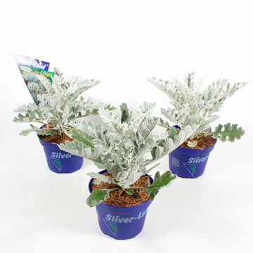 Jacobaea maritima 'Winter Whispers'