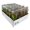 Nepenthes MIX