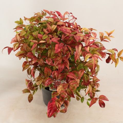 Nandina domestica 'Fire Power'