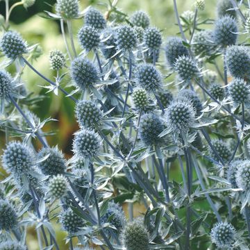 Eryngium planum 'Blue Hobbit'