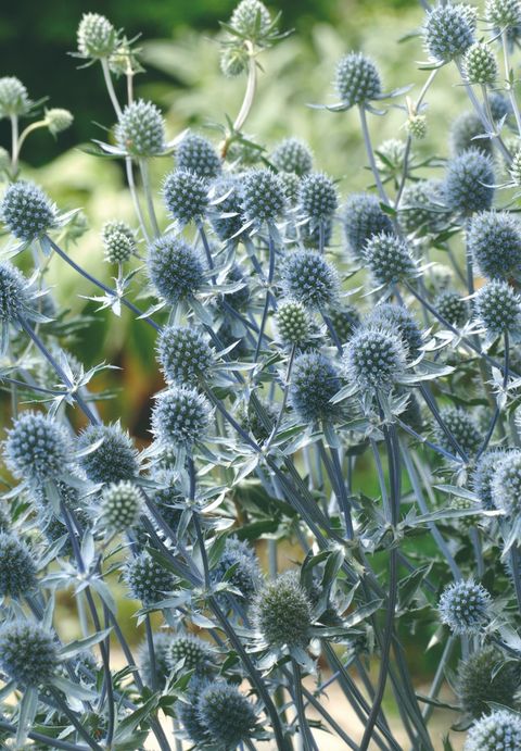 Eryngium planum 'Blue Hobbit'