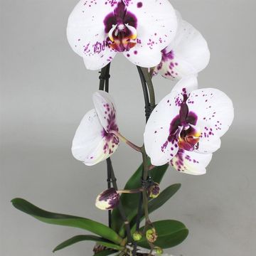 Phalaenopsis BIG STAR