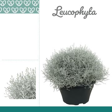 Leucophyta brownii