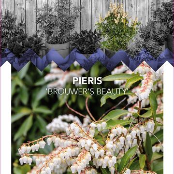 Pieris 'Brouwer's Beauty'