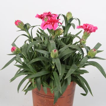 Dianthus OSCAR