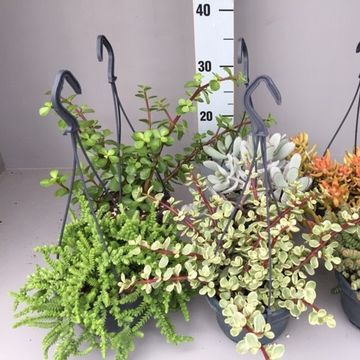 Succulenten MIX