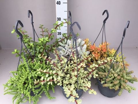 Succulenten MIX