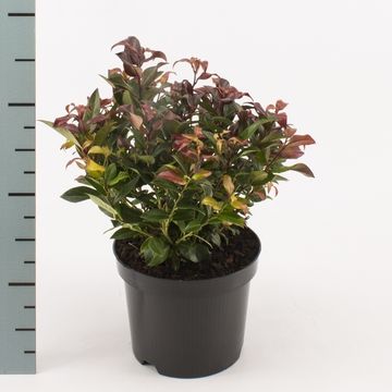 Leucothoe 'Зеблид'