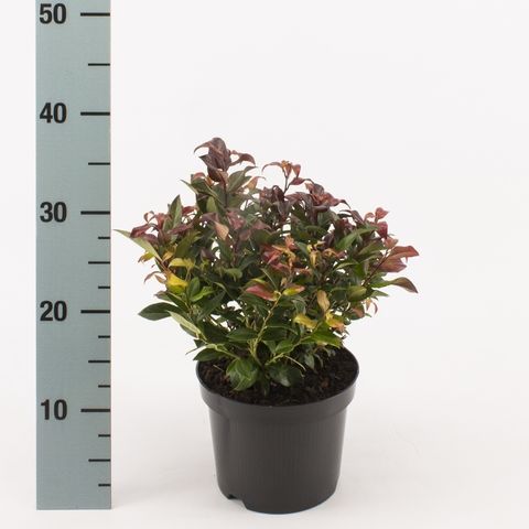 Leucothoe 'Zeblid'