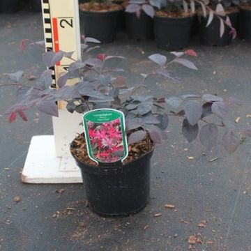 Loropetalum chinense 'Pipa's Red'