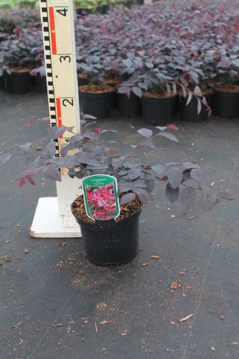 Loropetalum chinense 'Pipa's Red'