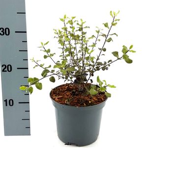 Pittosporum tenuifolium DARK DIVA