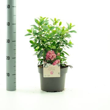 Escallonia laevis PINK ELLE