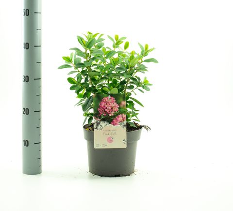 Escallonia laevis PINK ELLE