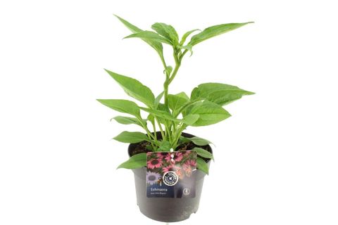 Echinacea purpurea 'Little Magnus'