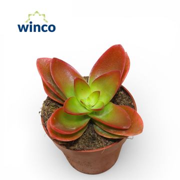Crassula capitella 'Campfire'