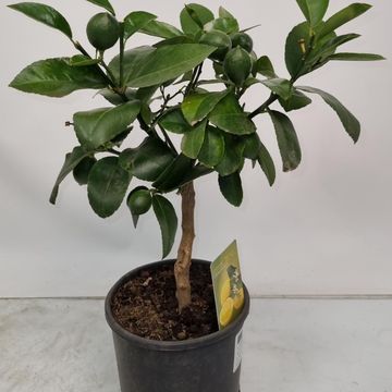 Citrus x limon 'Meyer'