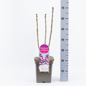 Syringa vulgaris 'Duc de Massa'