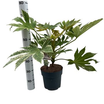 Fatsia japonica 'Spider's Web'