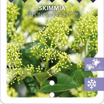 Skimmia japonica 'Finchy'