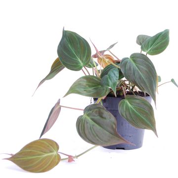Filodendron scandens micans