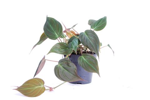 Philodendron scandens micans