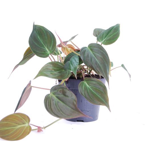 Philodendron scandens micans