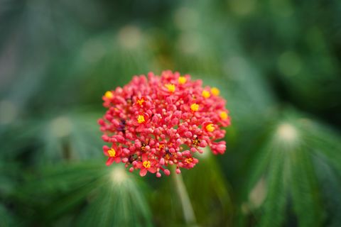 Jatropha multifida