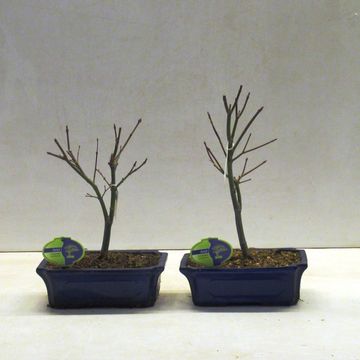 Acer palmatum 'Atropurpureum'