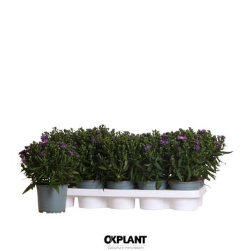 Aster STARLETTA BLUE