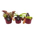 Carnivorous plants MIX