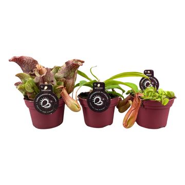 Carnivorous plants MIX