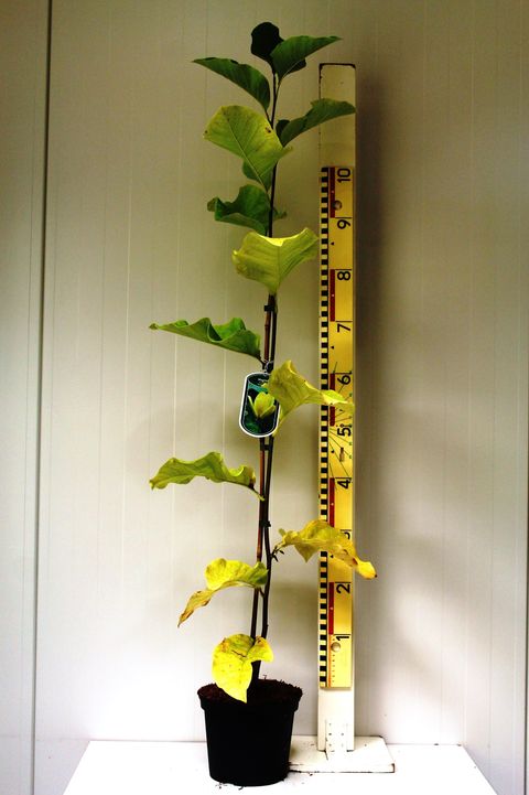 Magnolia x brooklynensis 'Yellow Bird'