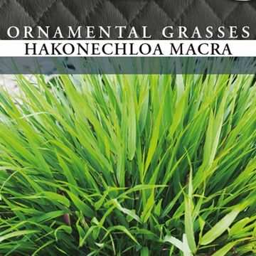 Hakonechloa macra 'Aureola'