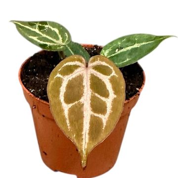 Anthurium 'Red Crystallinum'
