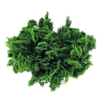 Chamaecyparis obtusa 'Nana Aurea'