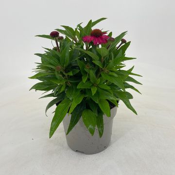 Echinacea purpurea