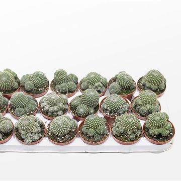 Sulcorebutia heliosoides