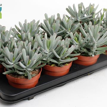 Cotyledon 'Octopus'