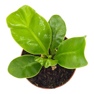 Asplenium nidus 'Cobra'