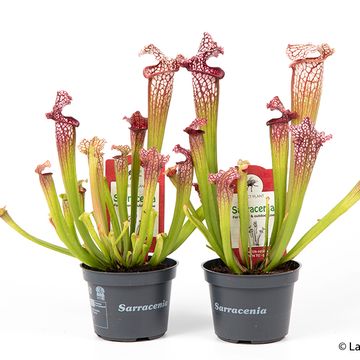 Sarracenia leucophylla